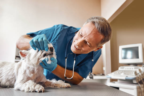 Best After-Hours Dental Trauma Care in Gorman, TX